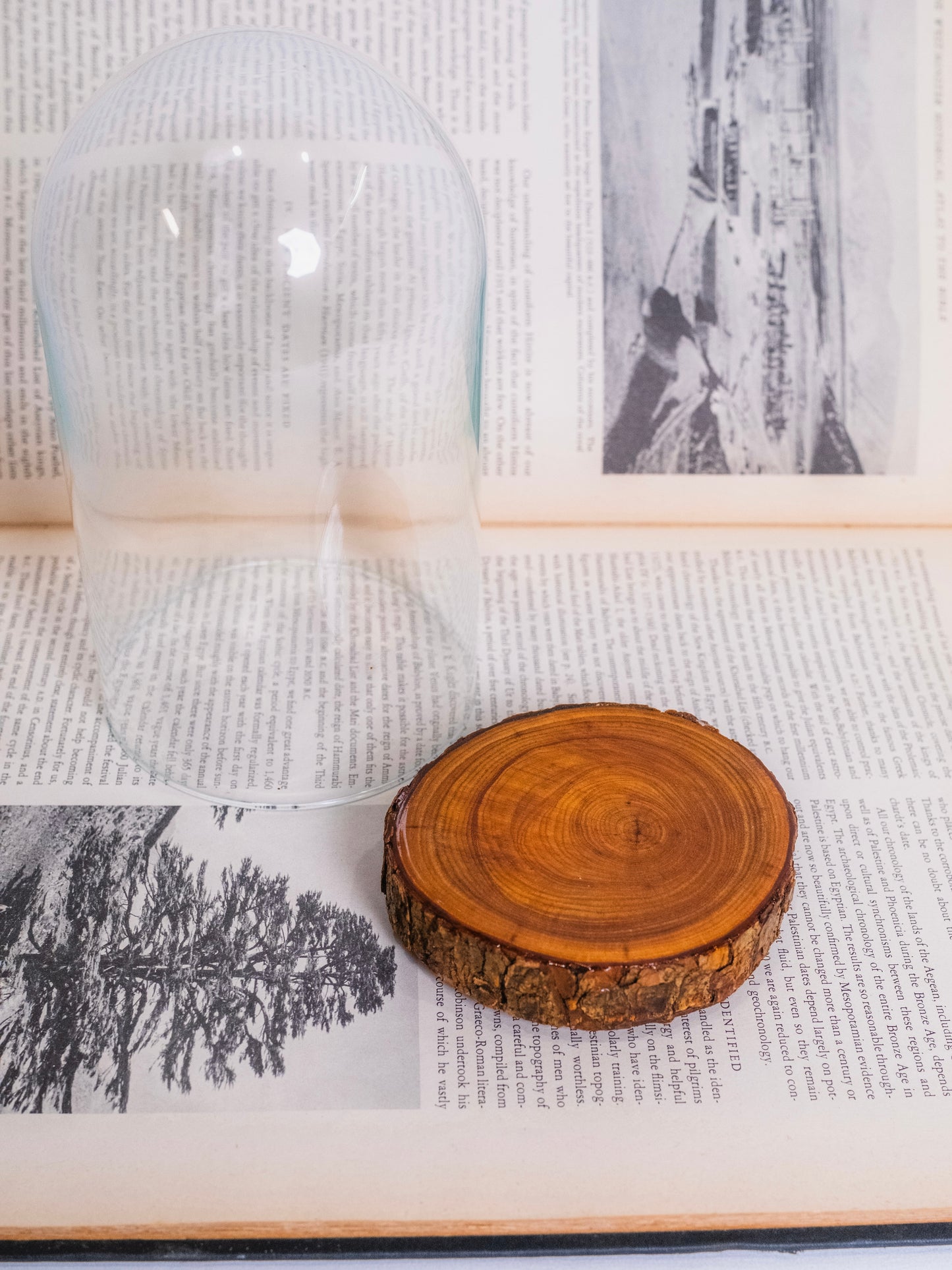 Vintage Glass Dome w/ Wood Base