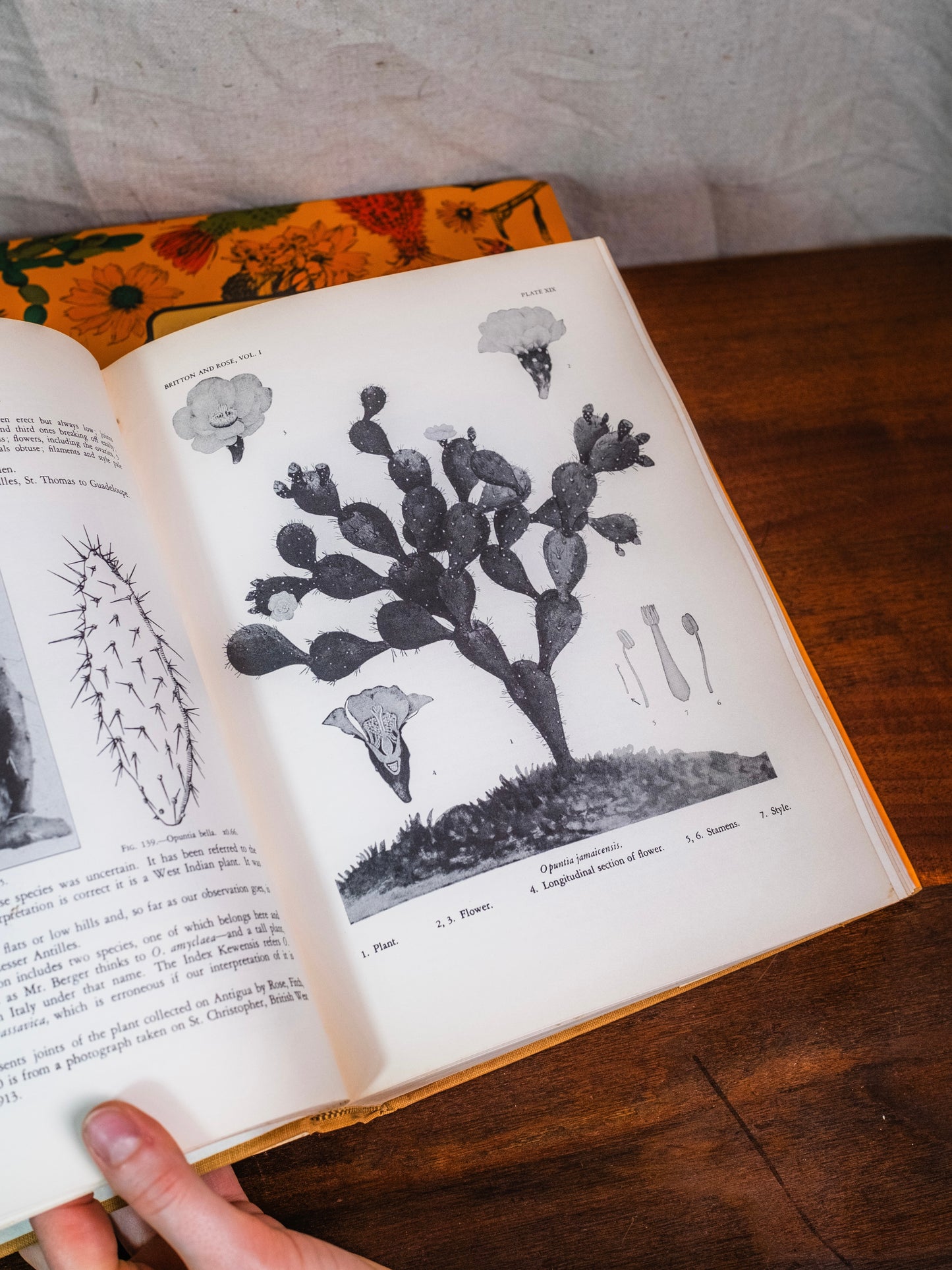 The Cactaceae Books | Set of 2