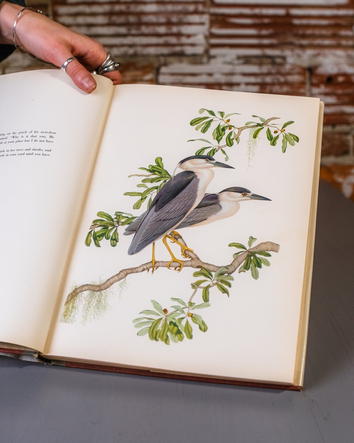 Menaboni's Birds Book