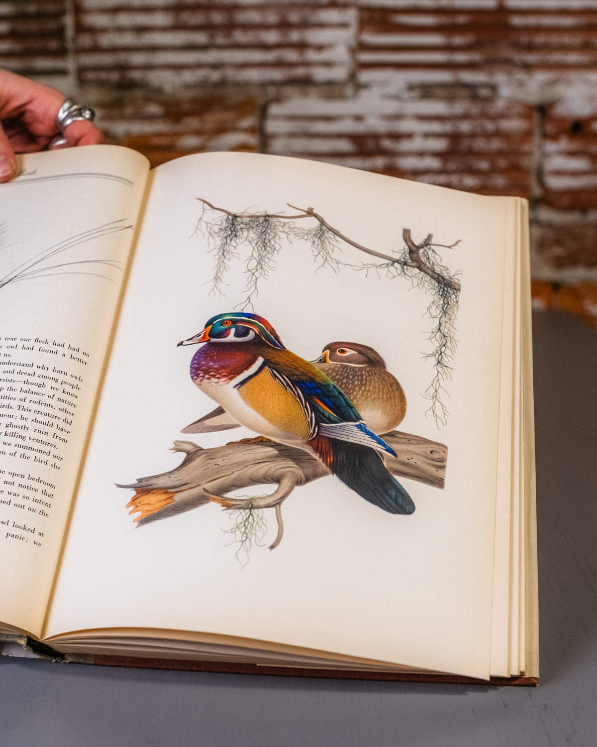 Menaboni's Birds Book