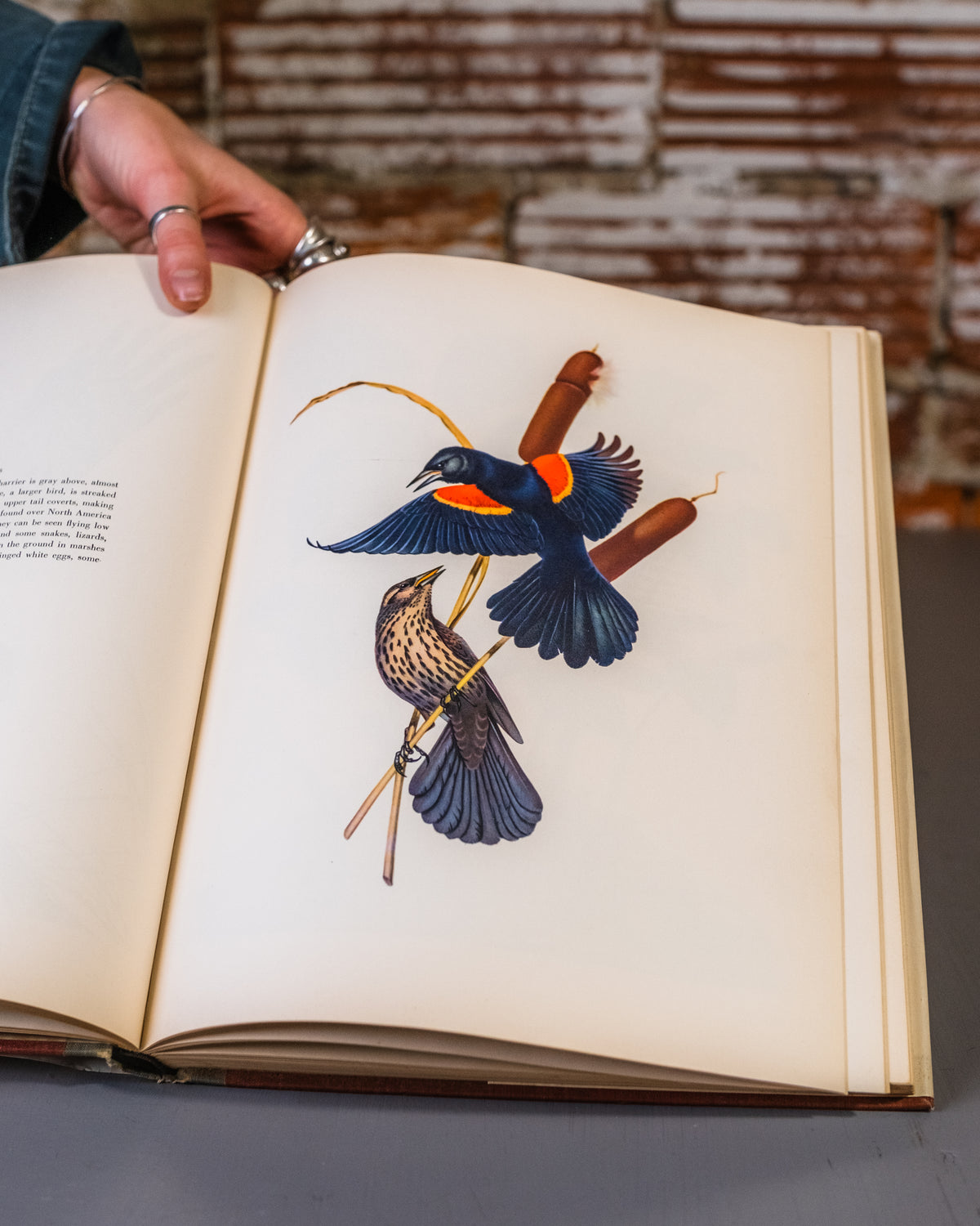 Menaboni's Birds Book